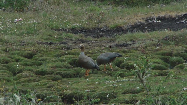 Ruddy-headed Goose - ML612593493