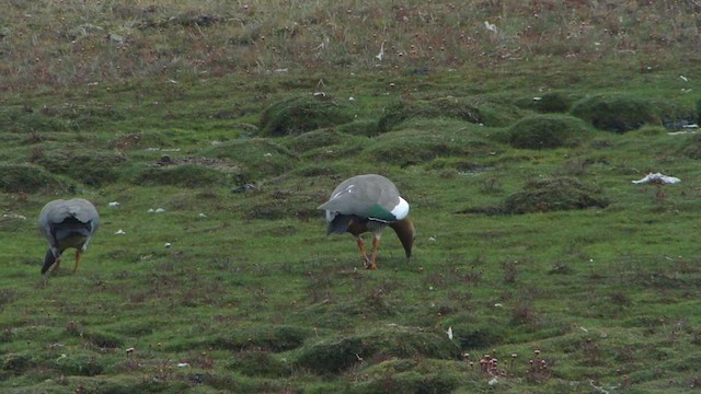 Ruddy-headed Goose - ML612593495