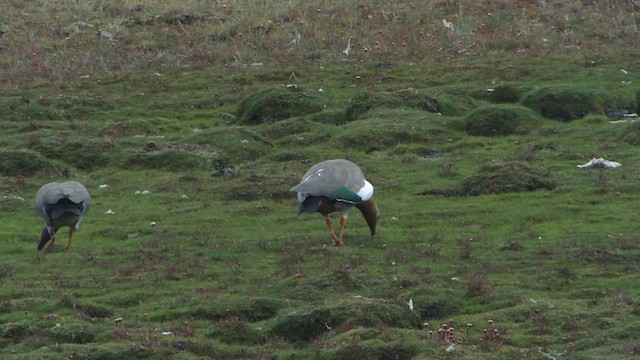 Ruddy-headed Goose - ML612593495