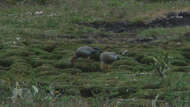 Ruddy-headed Goose - ML612593497