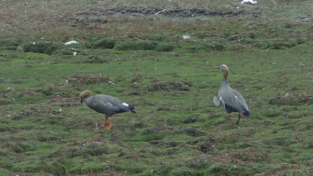 Ruddy-headed Goose - ML612593499