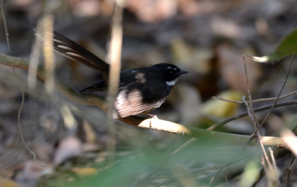 White-throated Fantail - ML612593617