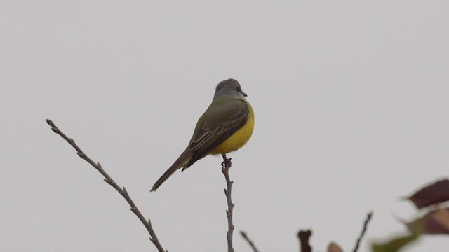 Couch's Kingbird - ML612593625