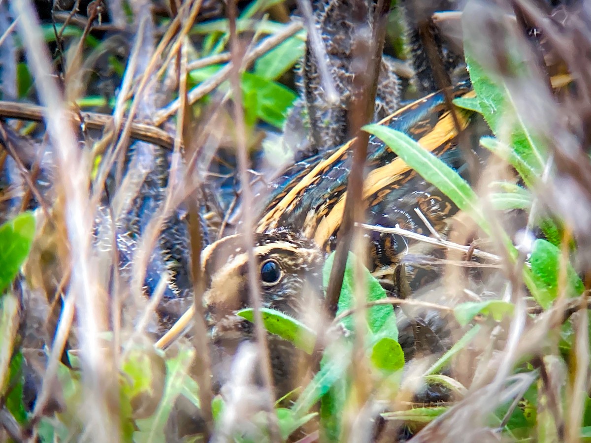 Jack Snipe - ML612593668