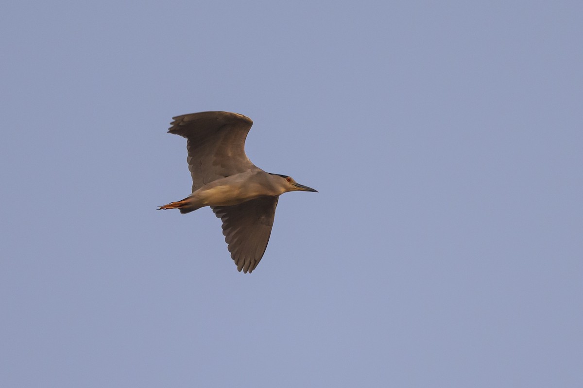 Black-crowned Night Heron - Stephen Davies