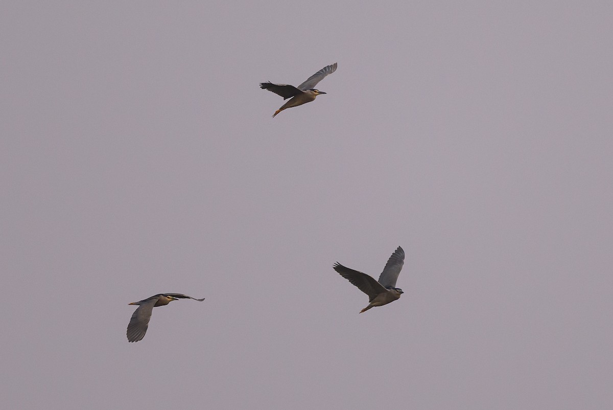 Black-crowned Night Heron - ML612593776