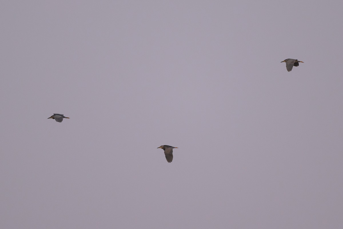 Black-crowned Night Heron - ML612593778