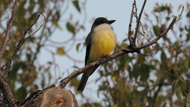 Thick-billed Kingbird - ML612593786