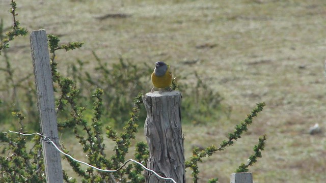 Patagonian Sierra Finch - ML612593814