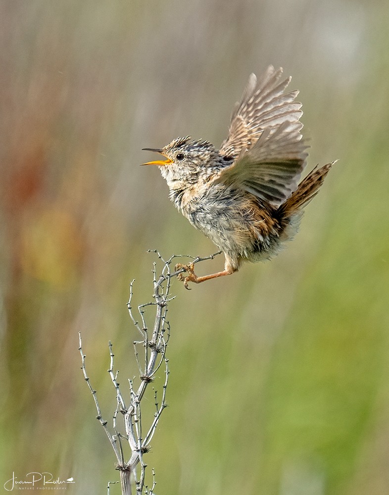 Grass Wren - ML612593856