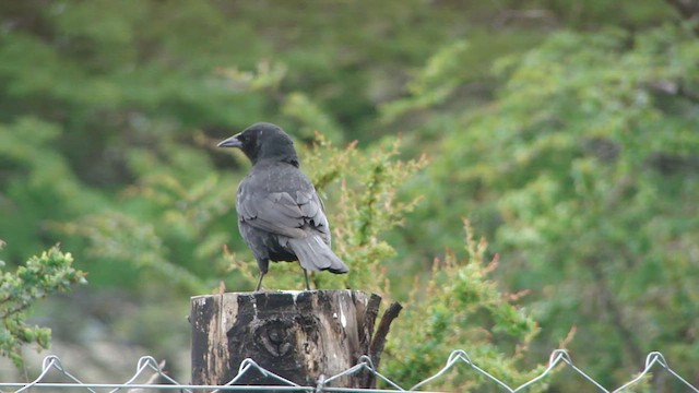 Austral Blackbird - ML612593890