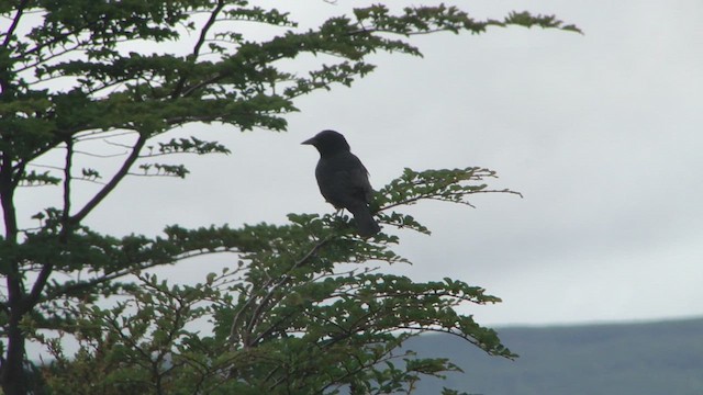 Austral Blackbird - ML612593892