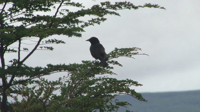 Tordo Patagón - ML612593892