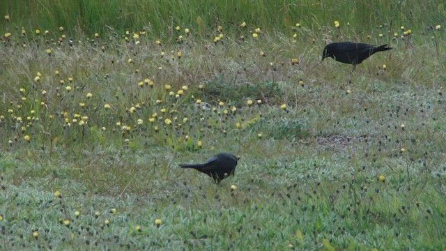 Austral Blackbird - ML612593893