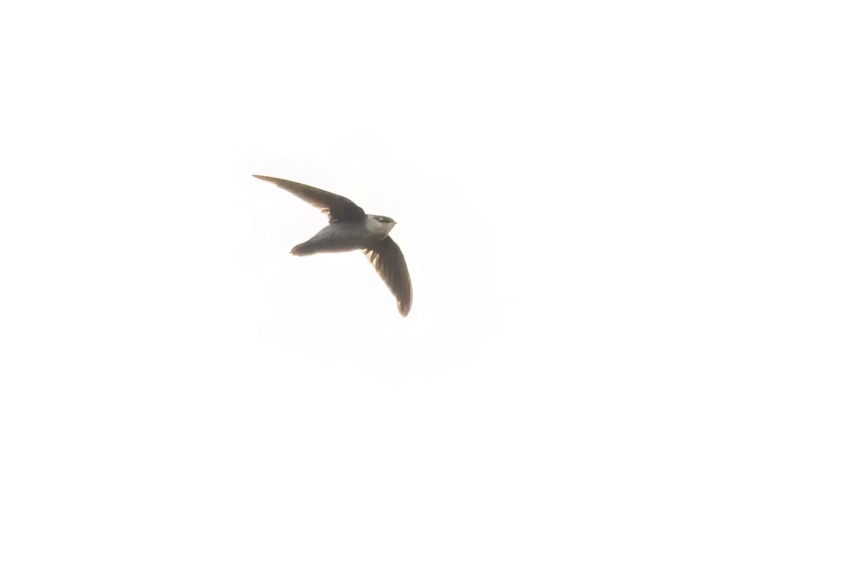 Gray-rumped Swift - ML612593942