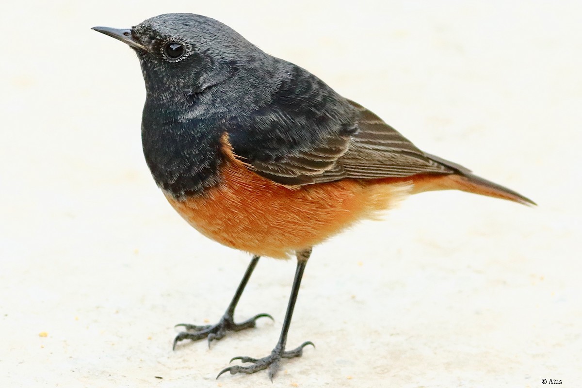 Black Redstart - ML612593951