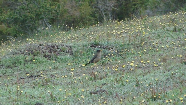 Austral Thrush - ML612594037