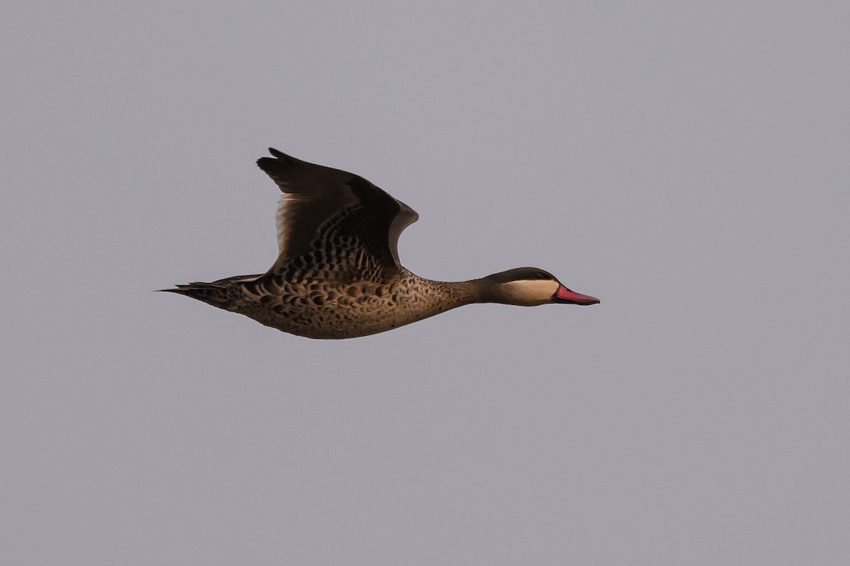 Red-billed Duck - ML612594068