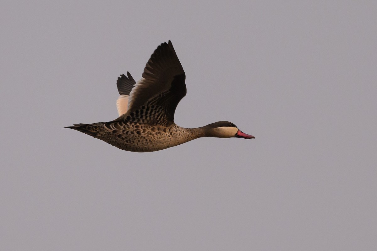 Red-billed Duck - ML612594069