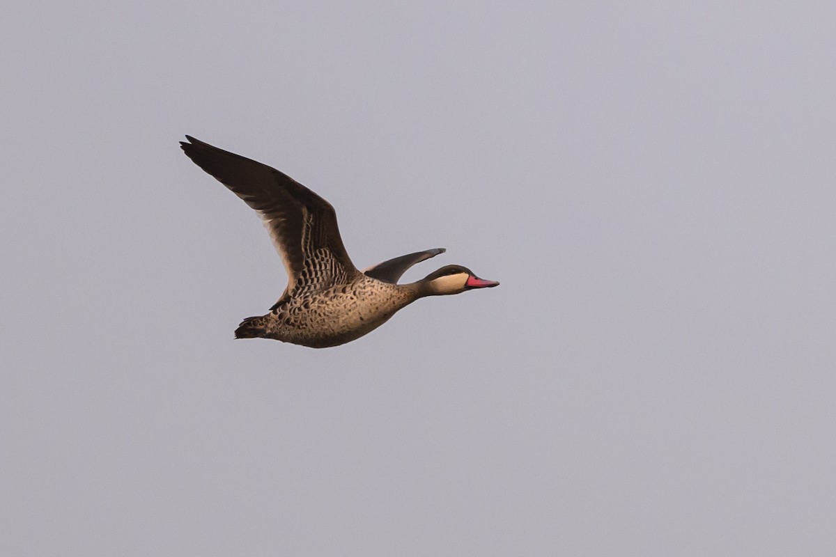 Red-billed Duck - ML612594070