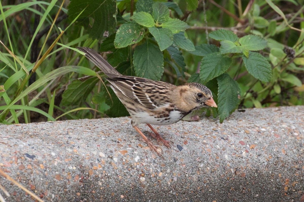 Harris's Sparrow - ML612594096