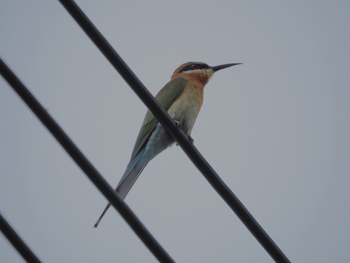 Blue-tailed Bee-eater - ML612594111