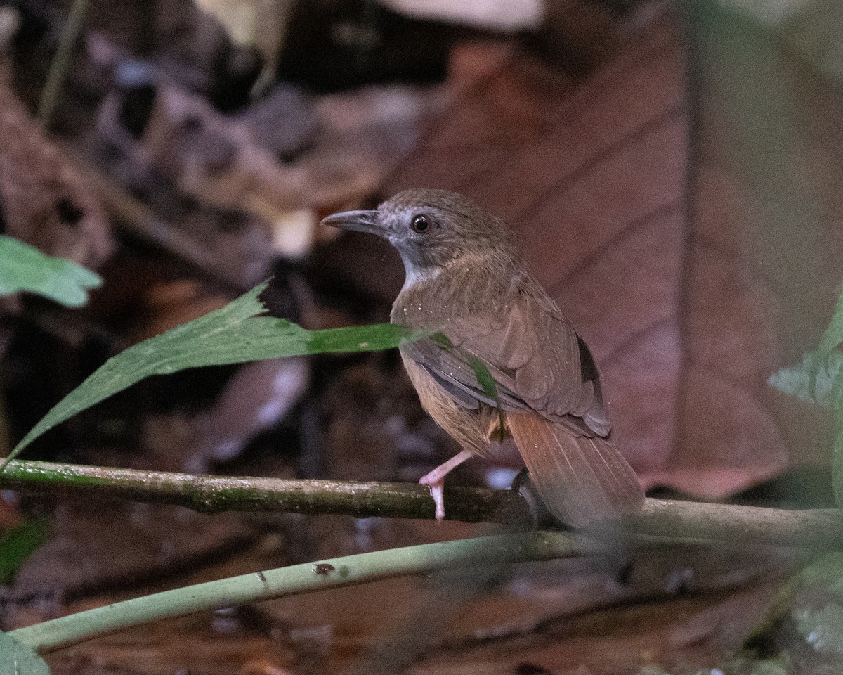 Abbott's Babbler - Yan Ze Ng