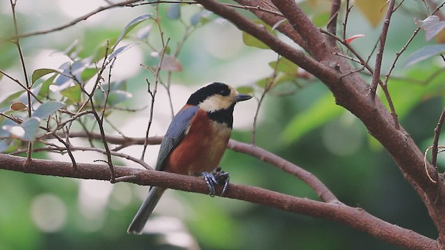 Varied Tit - ML612594369