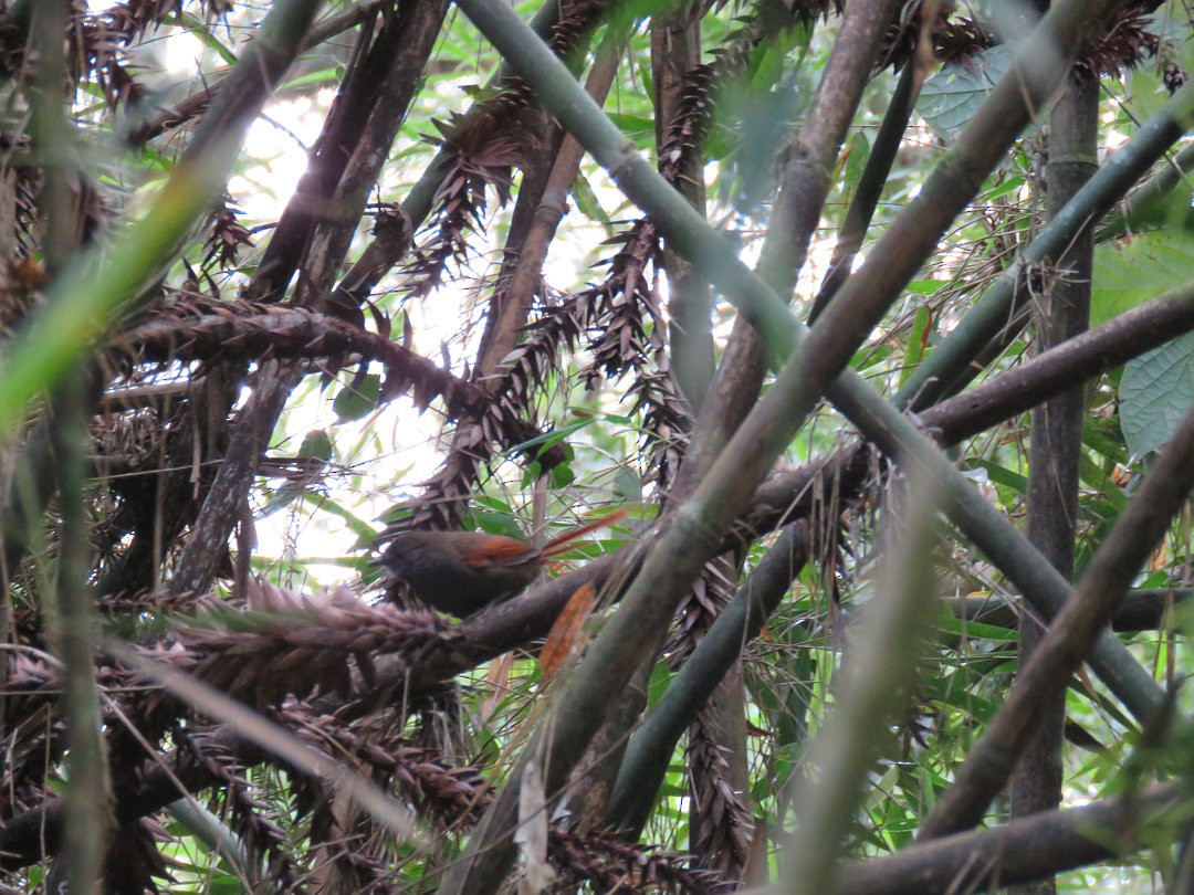 Gray-bellied Spinetail - ML612594386