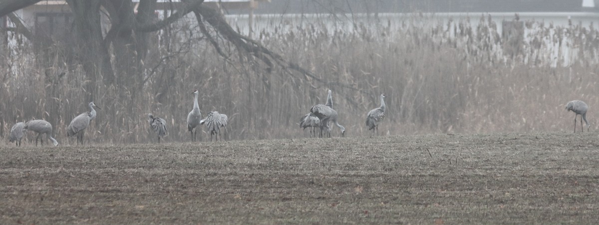 Sandhill Crane - ML612594394