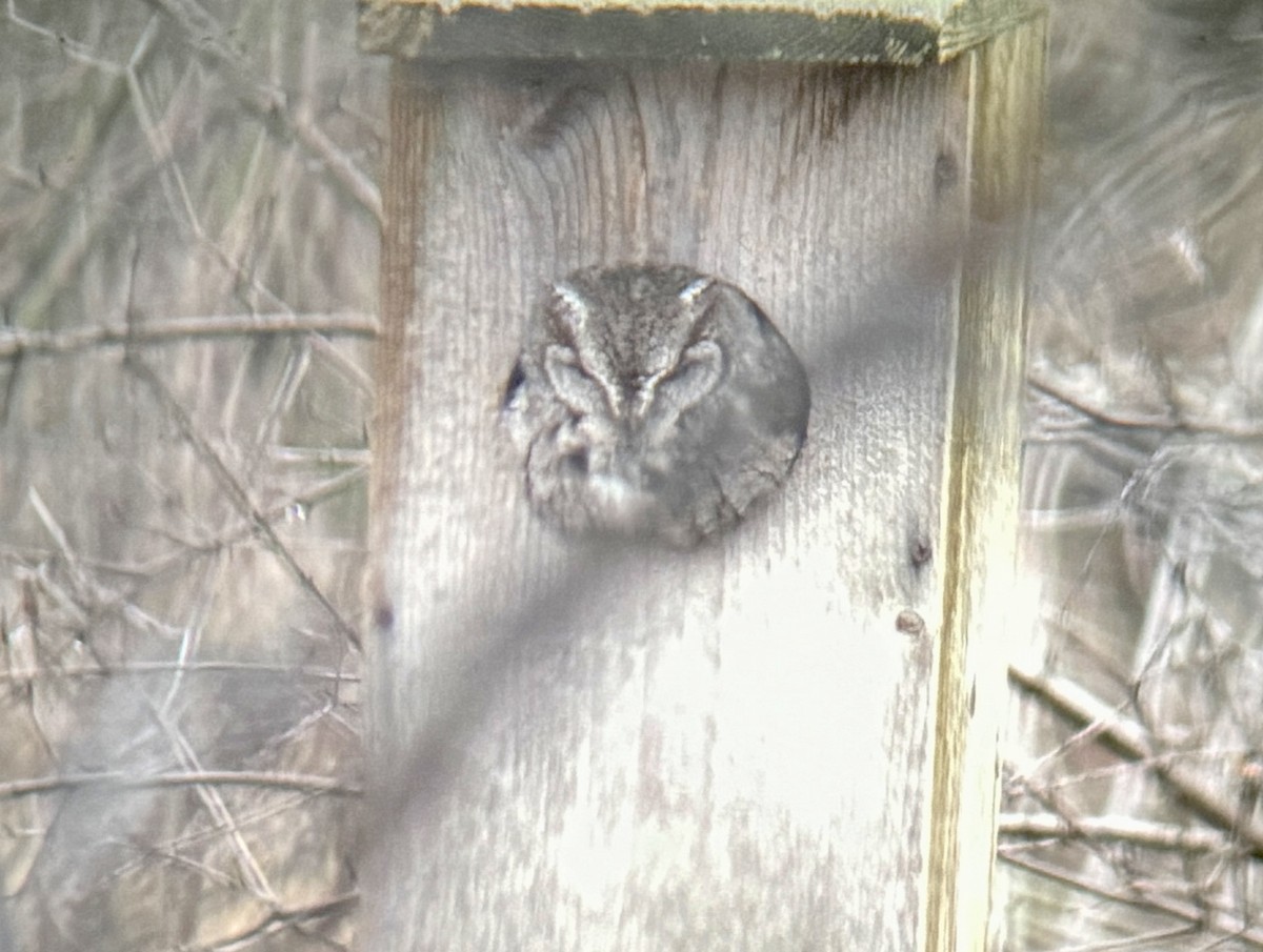 Eastern Screech-Owl - ML612594493