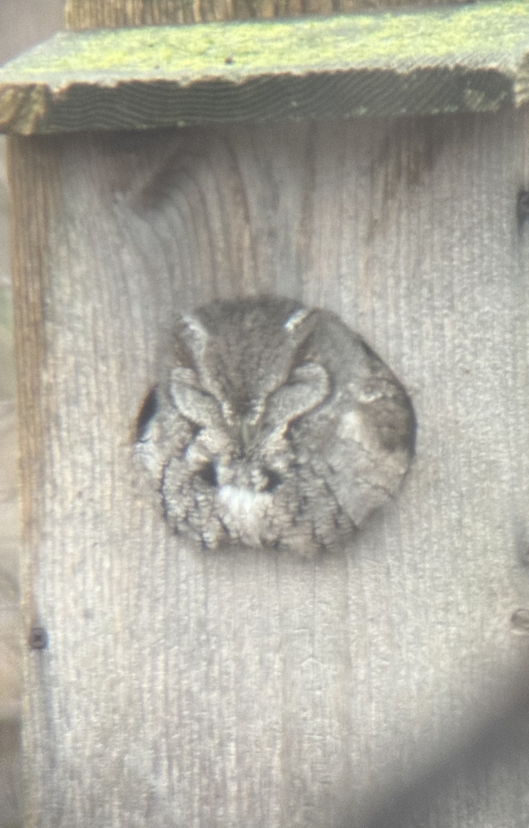 Eastern Screech-Owl - ML612594494