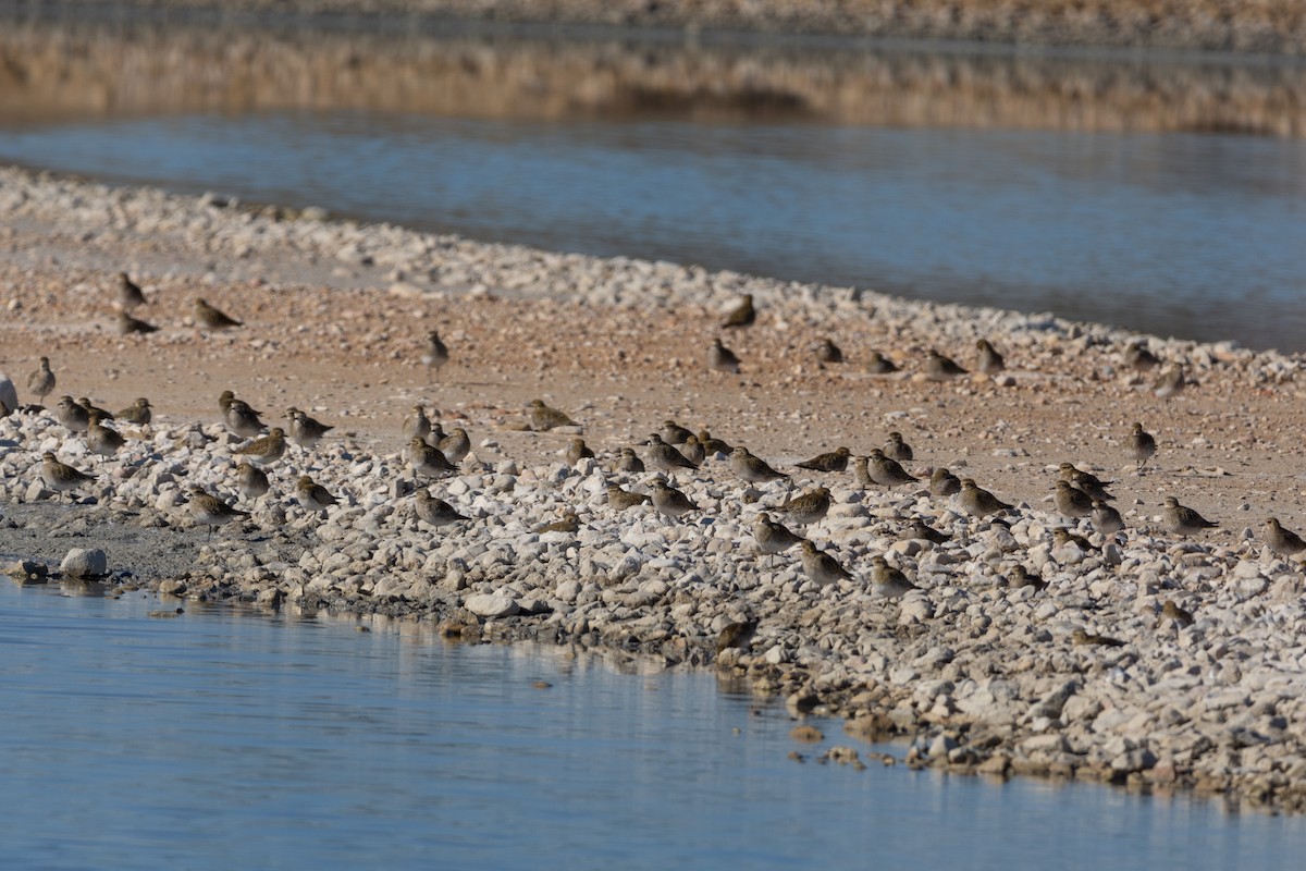 European Golden-Plover - ML612594577