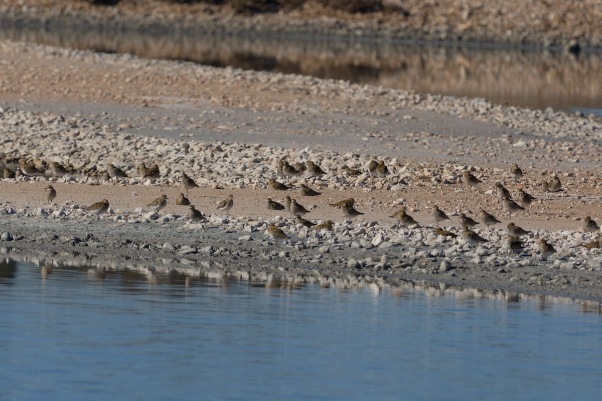 European Golden-Plover - ML612594578