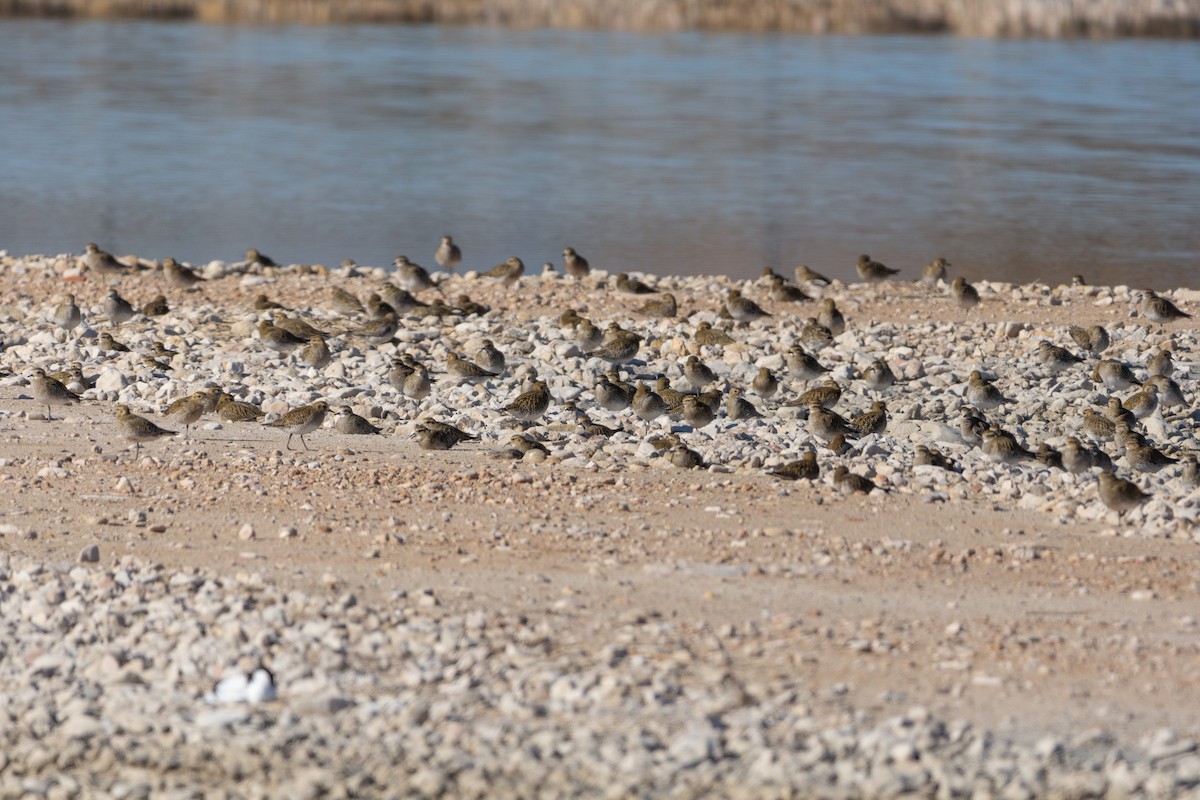 European Golden-Plover - ML612594579