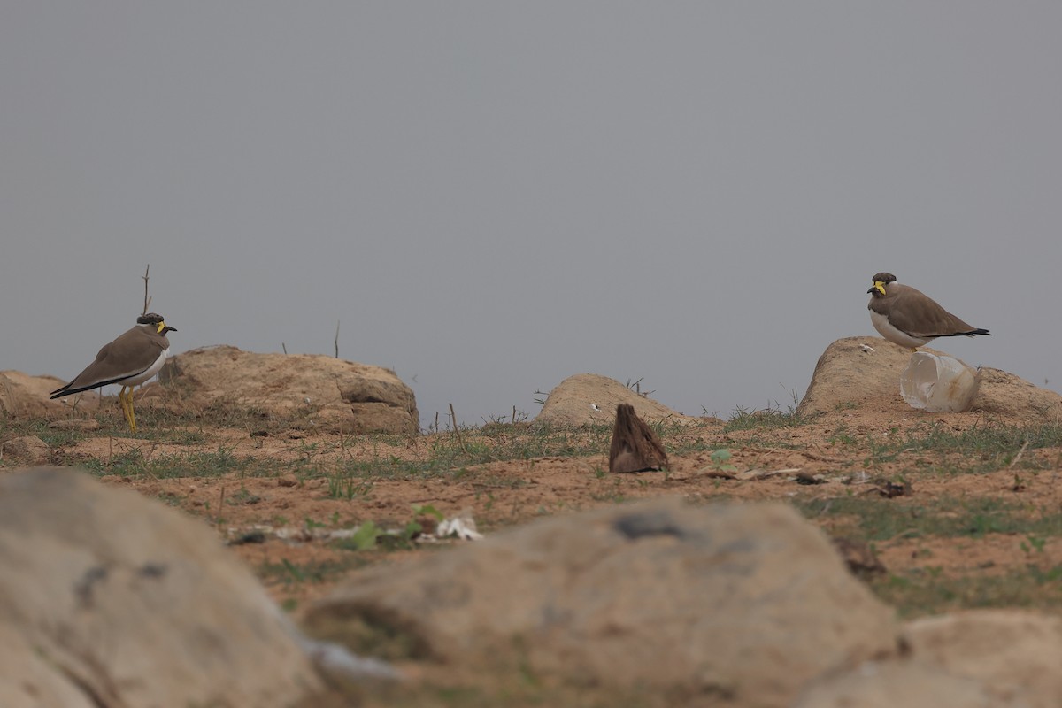 Yellow-wattled Lapwing - ML612594641