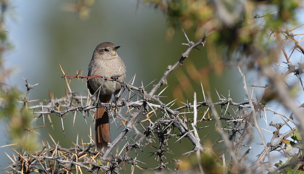 Sharp-billed Canastero - Pavel Parkhaev