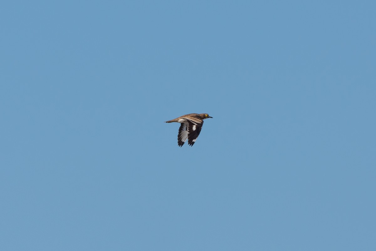 Eurasian Thick-knee - ML612594714