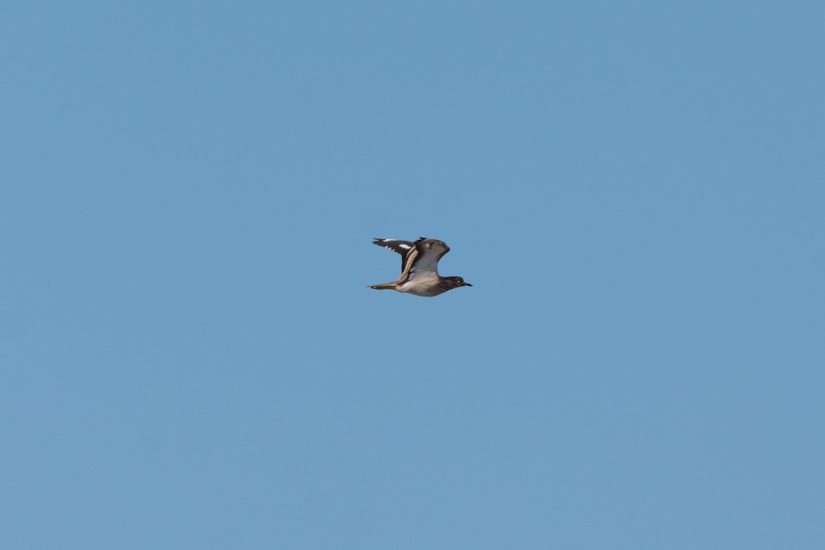 Eurasian Thick-knee - ML612594715