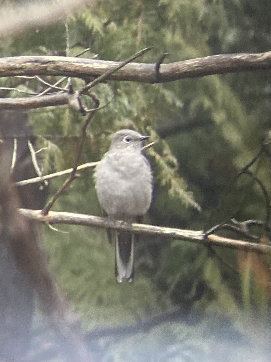 Townsend's Solitaire - Chris Davidson