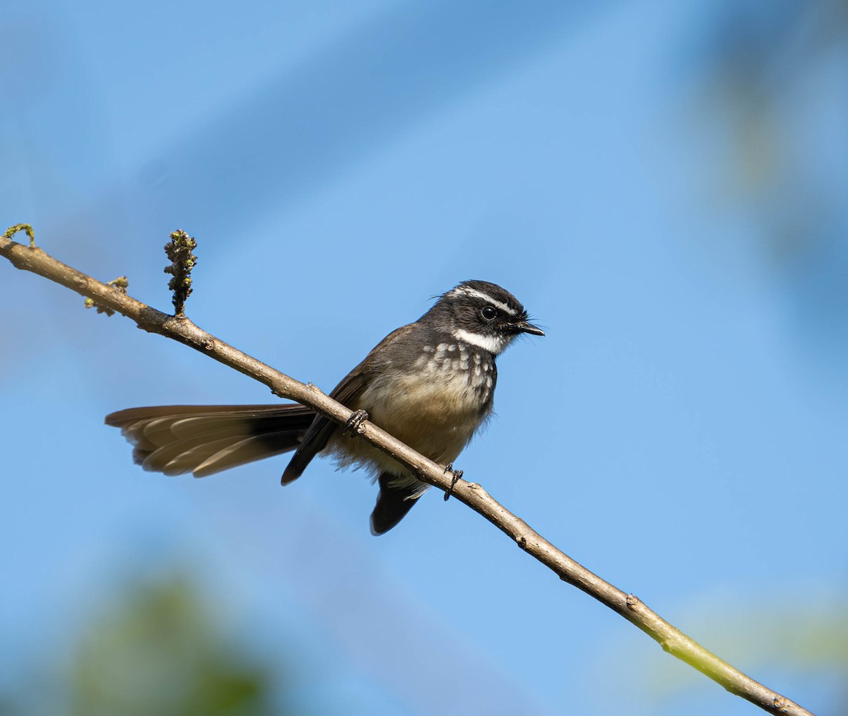 Spot-breasted Fantail - ML612594822