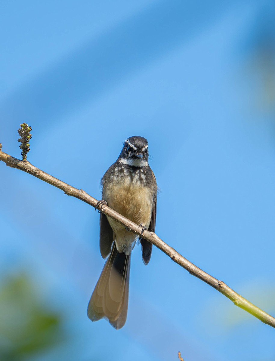 Spot-breasted Fantail - ML612594823