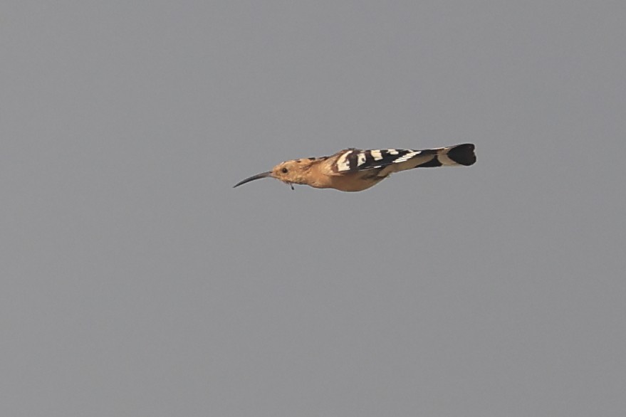 Eurasian Hoopoe - Abhishek Shroti