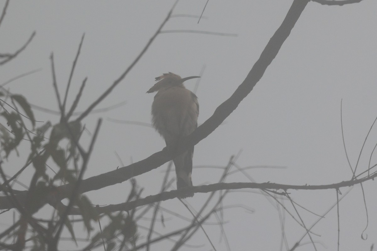 Eurasian Hoopoe - ML612594833