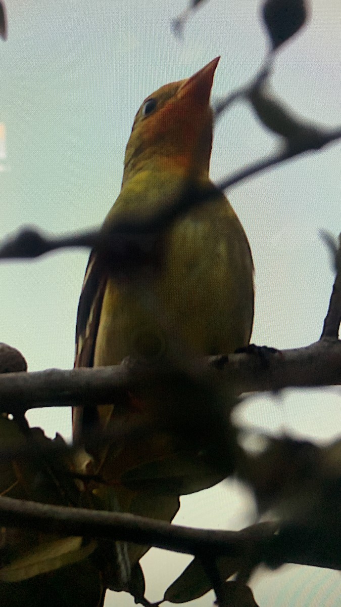 Western Tanager - ML612594874