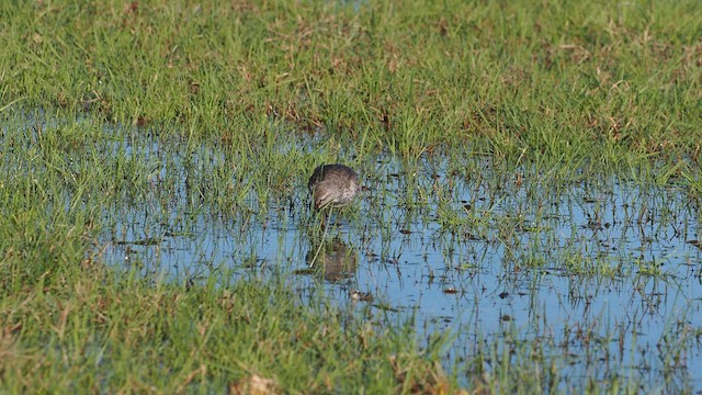 Red Knot - ML612594924