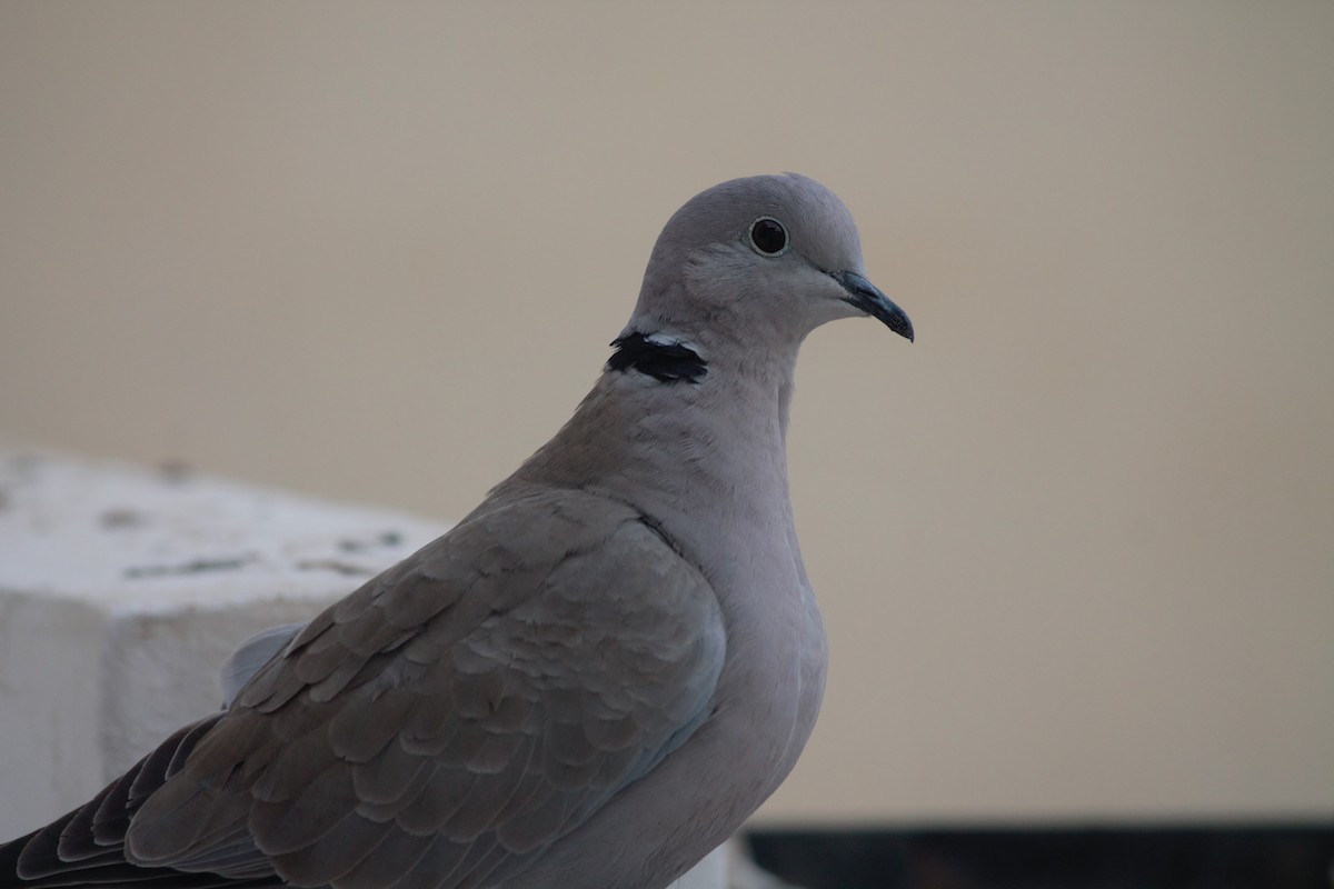 Eurasian Collared-Dove - ML612594947