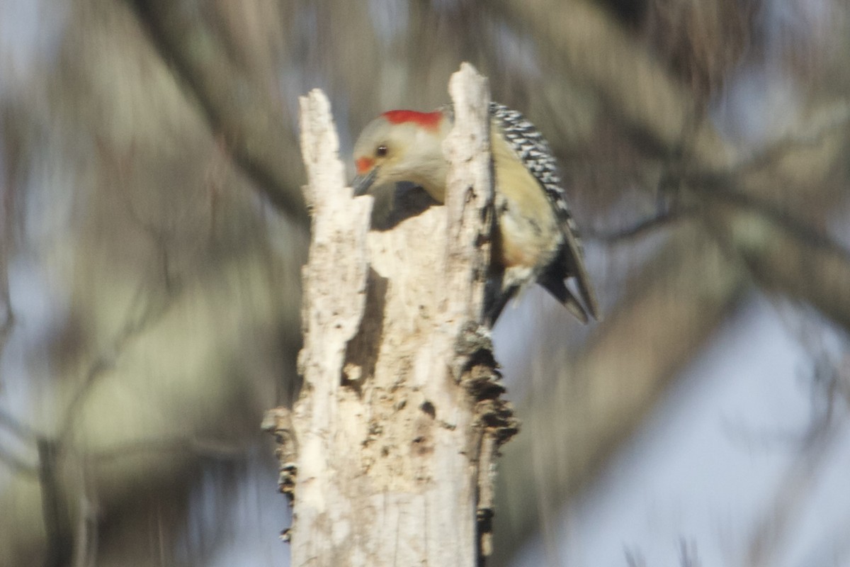 Red-bellied Woodpecker - ML612594961