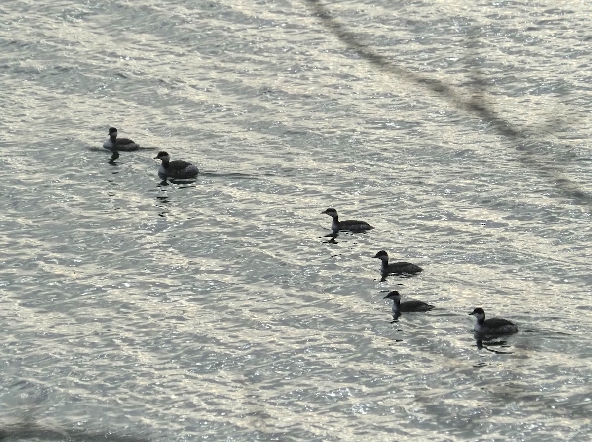 Horned Grebe - ML612594981