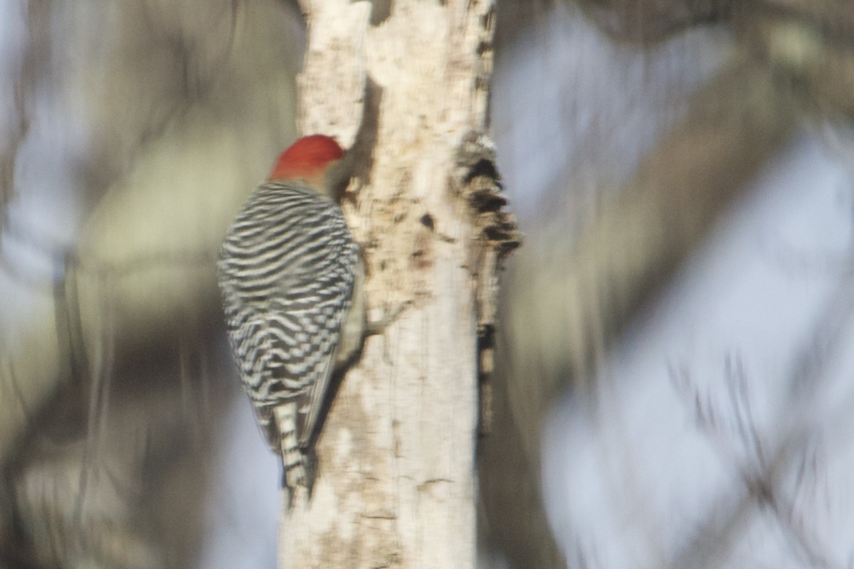Red-bellied Woodpecker - ML612595033